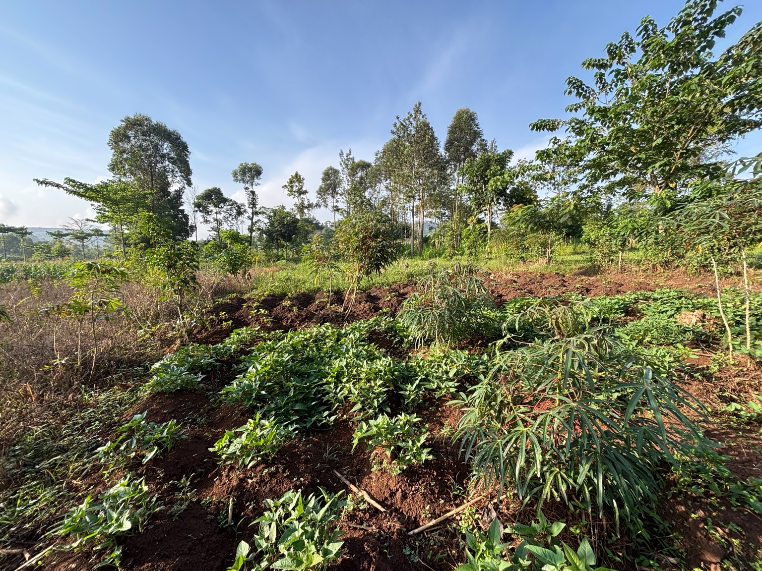 Grüne Landschaft und Garten in Uganda